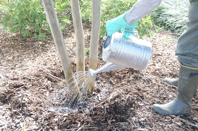 A person wearing rubber boots, long pants, a long-sleeved shirt, and rubber gloves uses a metal watering can to pour liquid around the base of a three-trunked tree. The mulch has been raked away from the base of the tree.